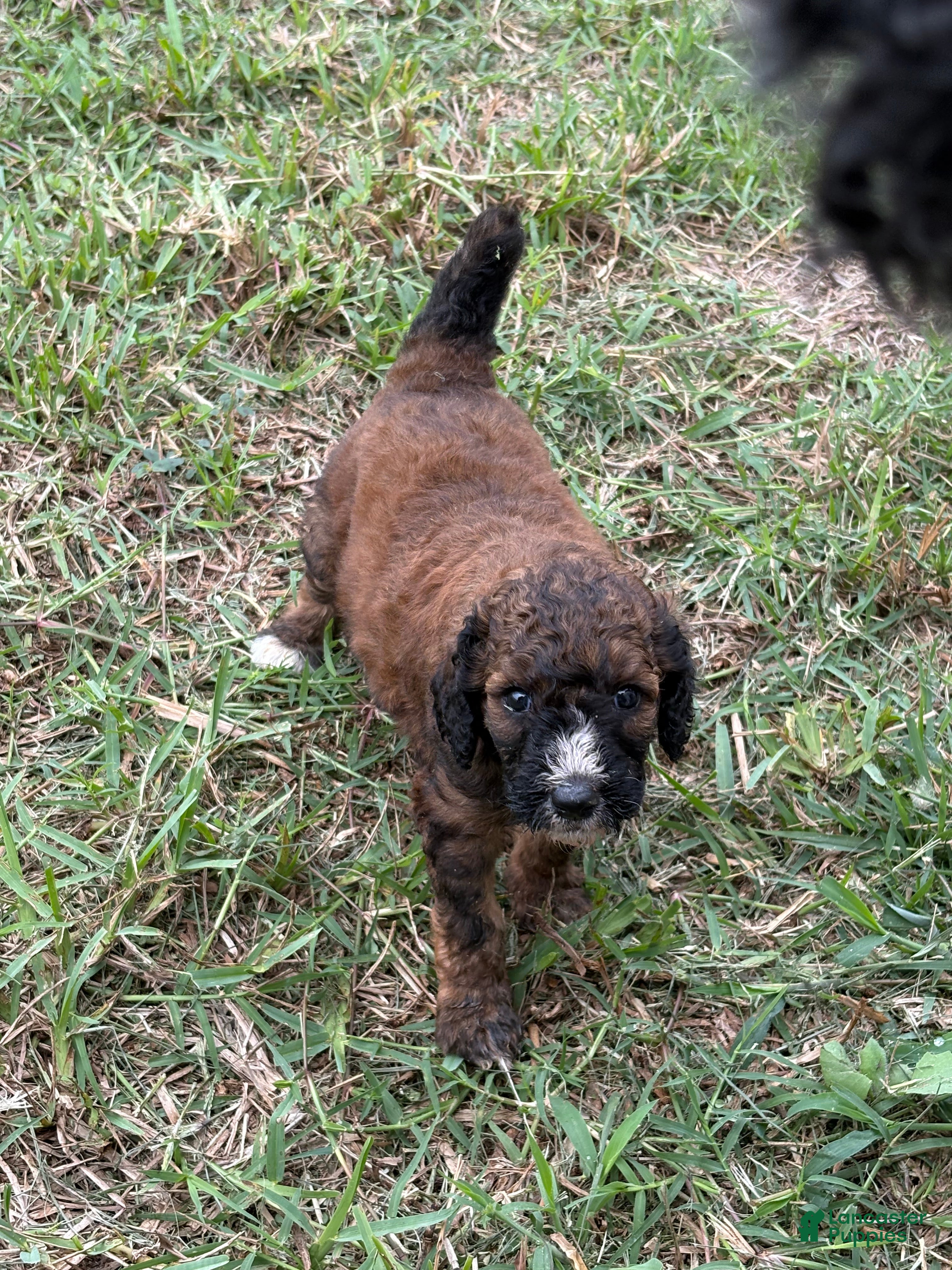 Standard Poodle dogs Rocket  - Ad 2