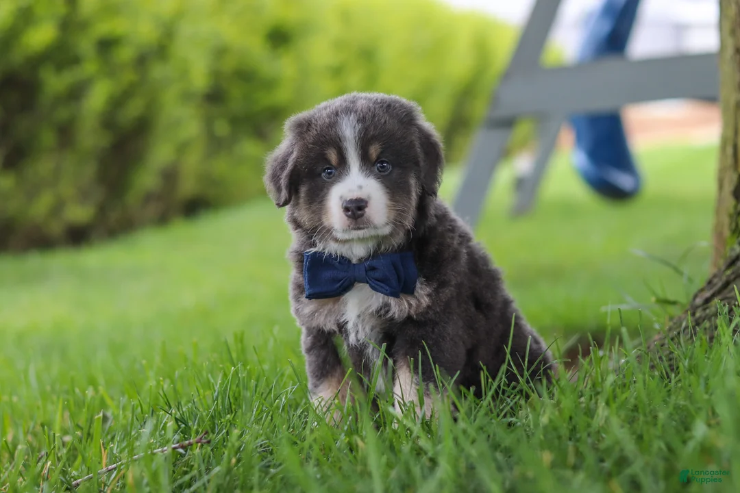 Miniature Australian Shepherd dogs for sale: Buddy - Ad 1