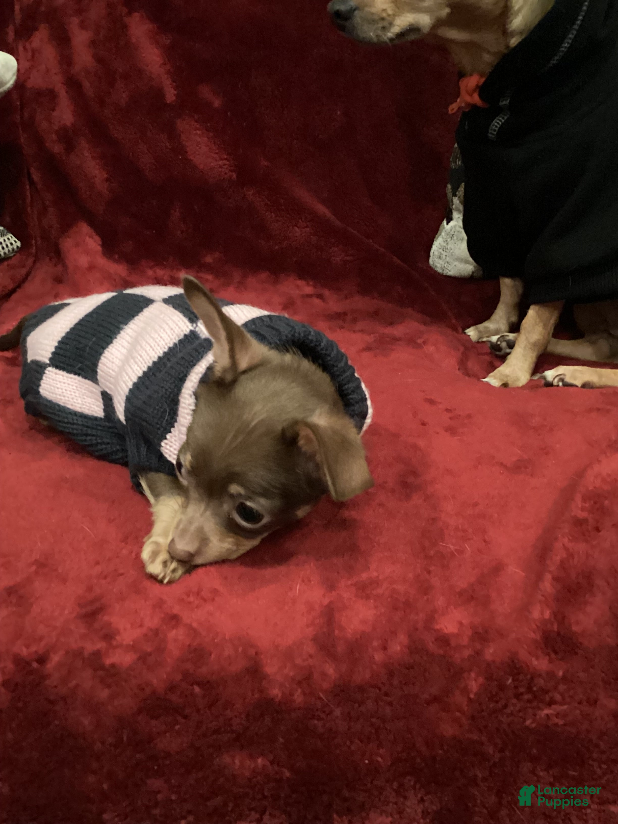 Chihuahua dogs Apple - Ad 2