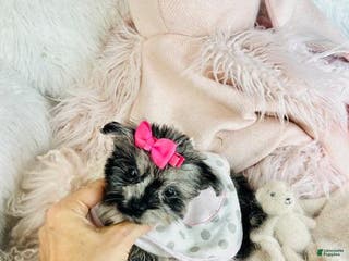 Pomapoo dogs Pomapoo Puppy 1 - Ad 4