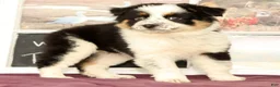 Mixed Breed dogs for sale: Trisha - Ad 3