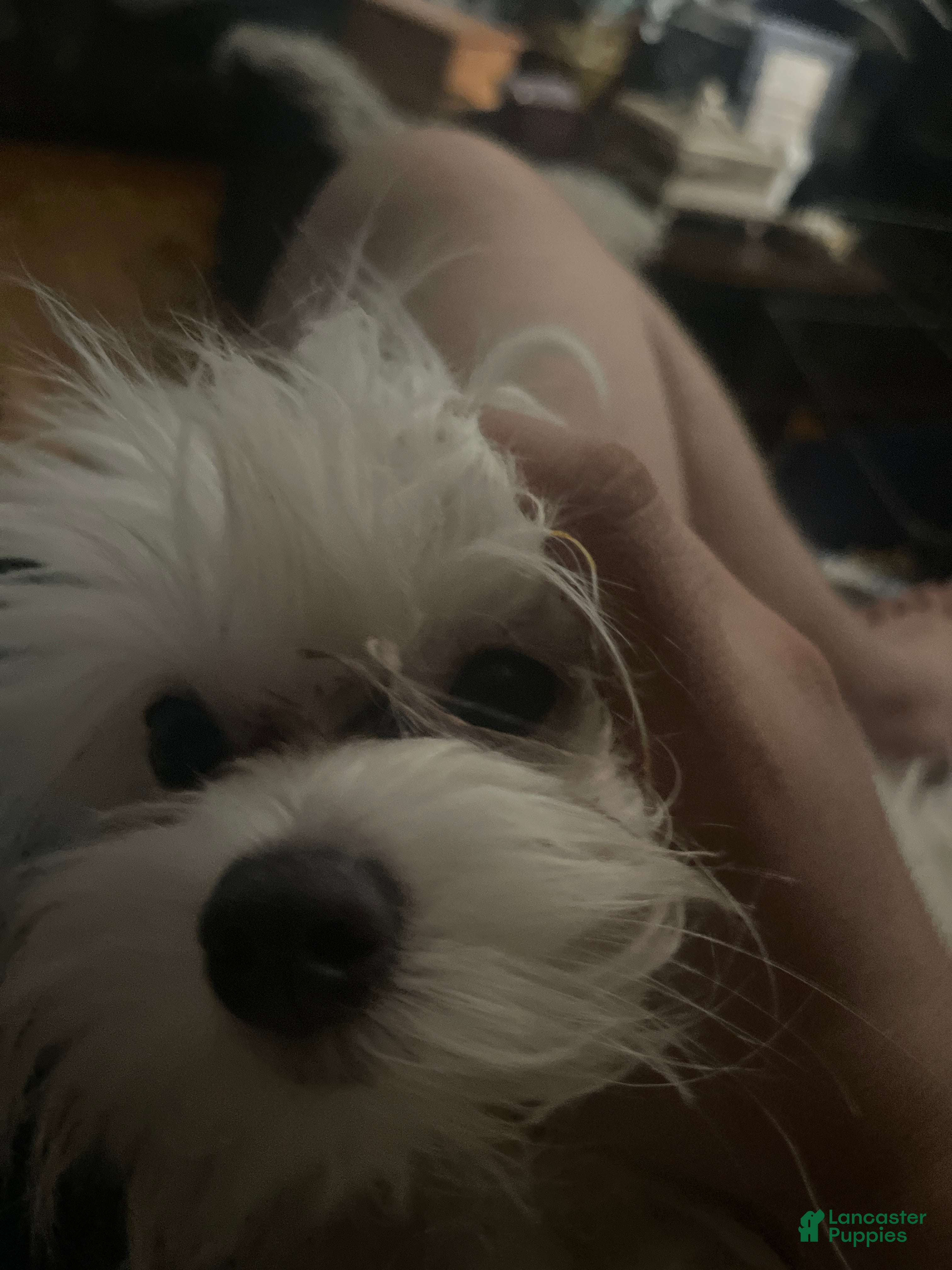 Casper
