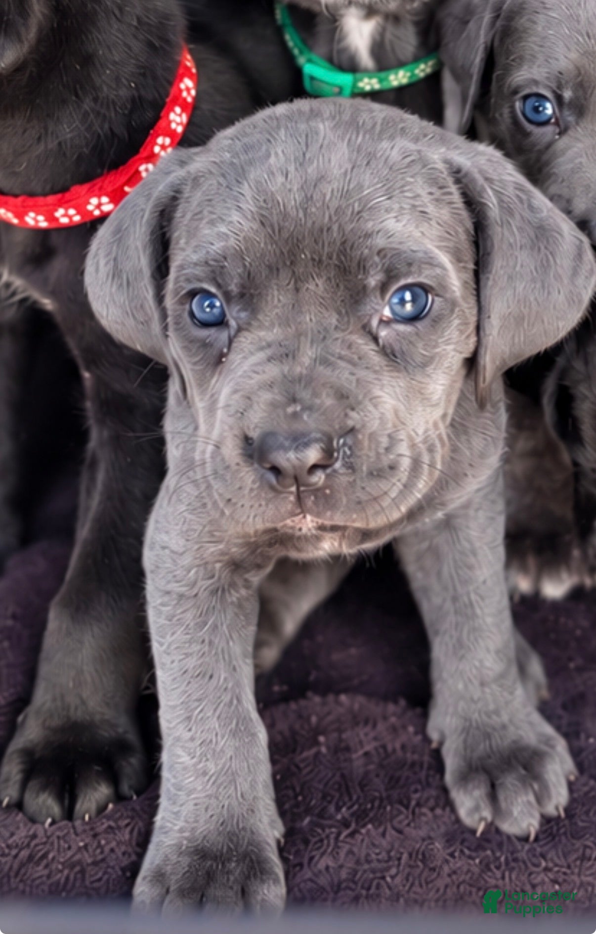 Cane Corso dogs for sale: Jayce - Ad 2