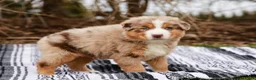 Australian Shepherd dogs for sale: Rufas - Ad 6
