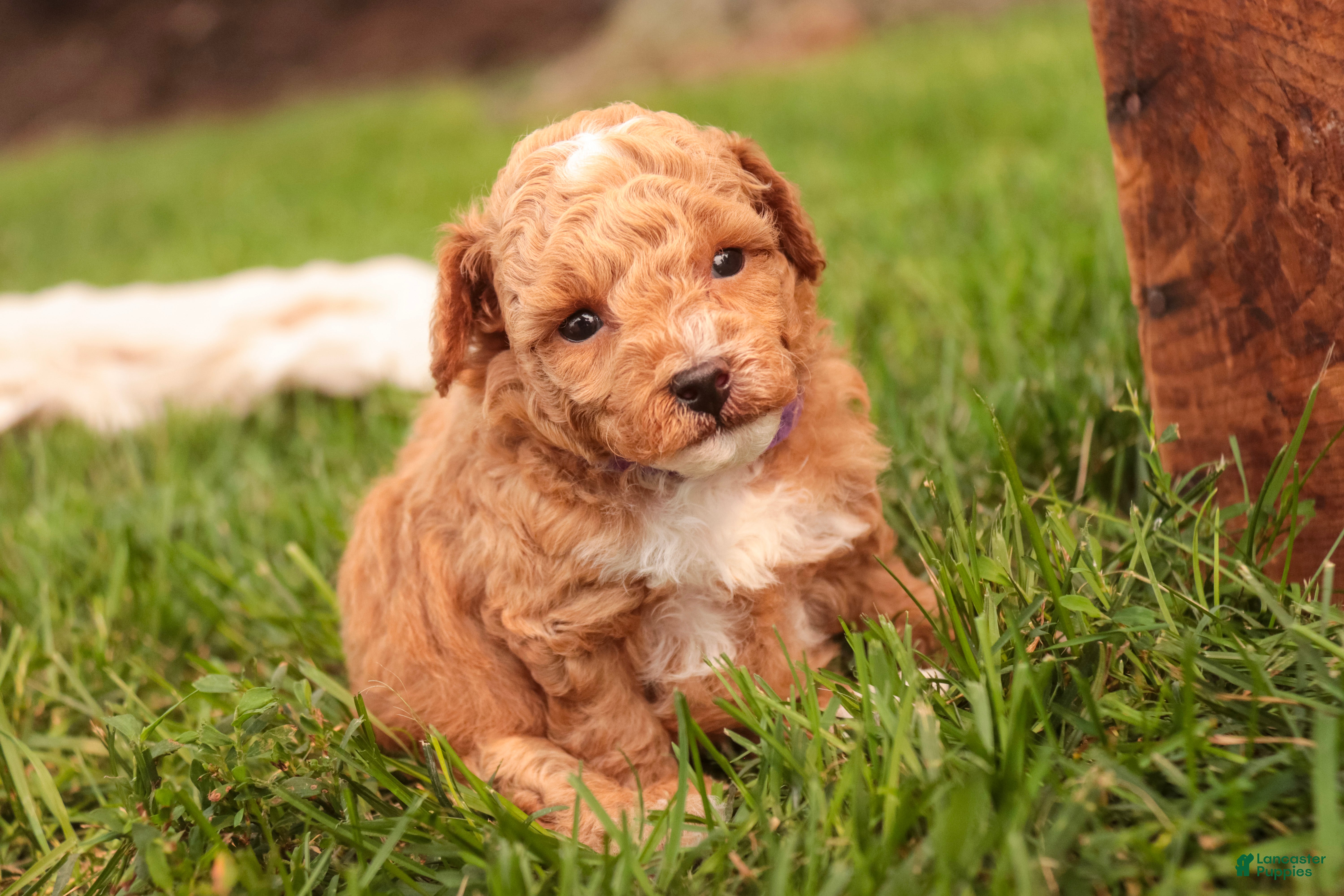 Miniature Poodle dogs Fenton Miniature Poodle  - Ad 1