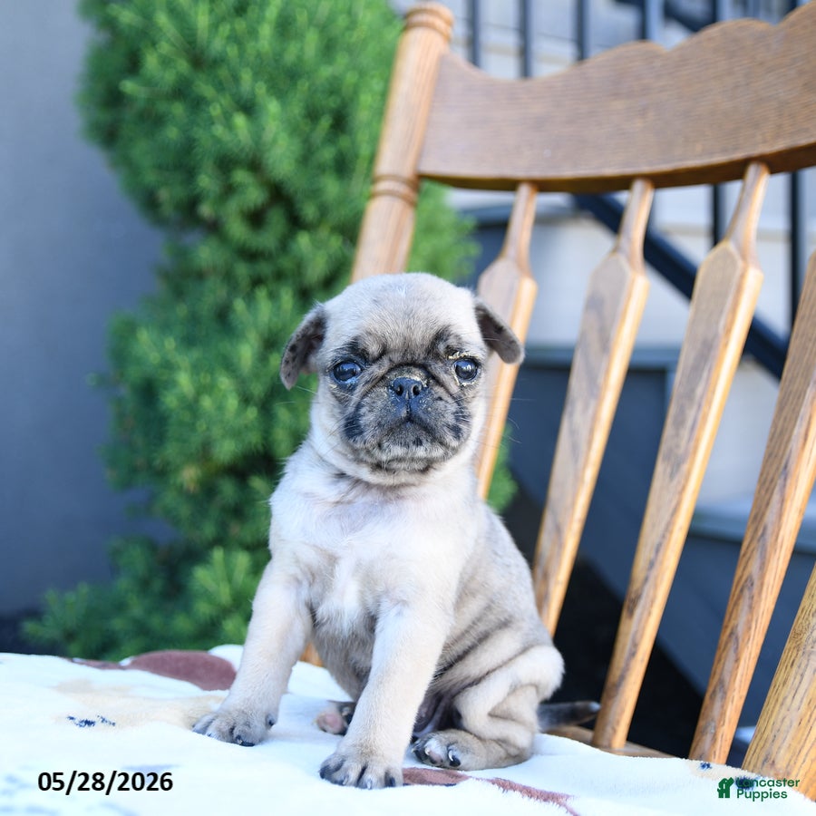 Pug dogs Lassie - Ad 2