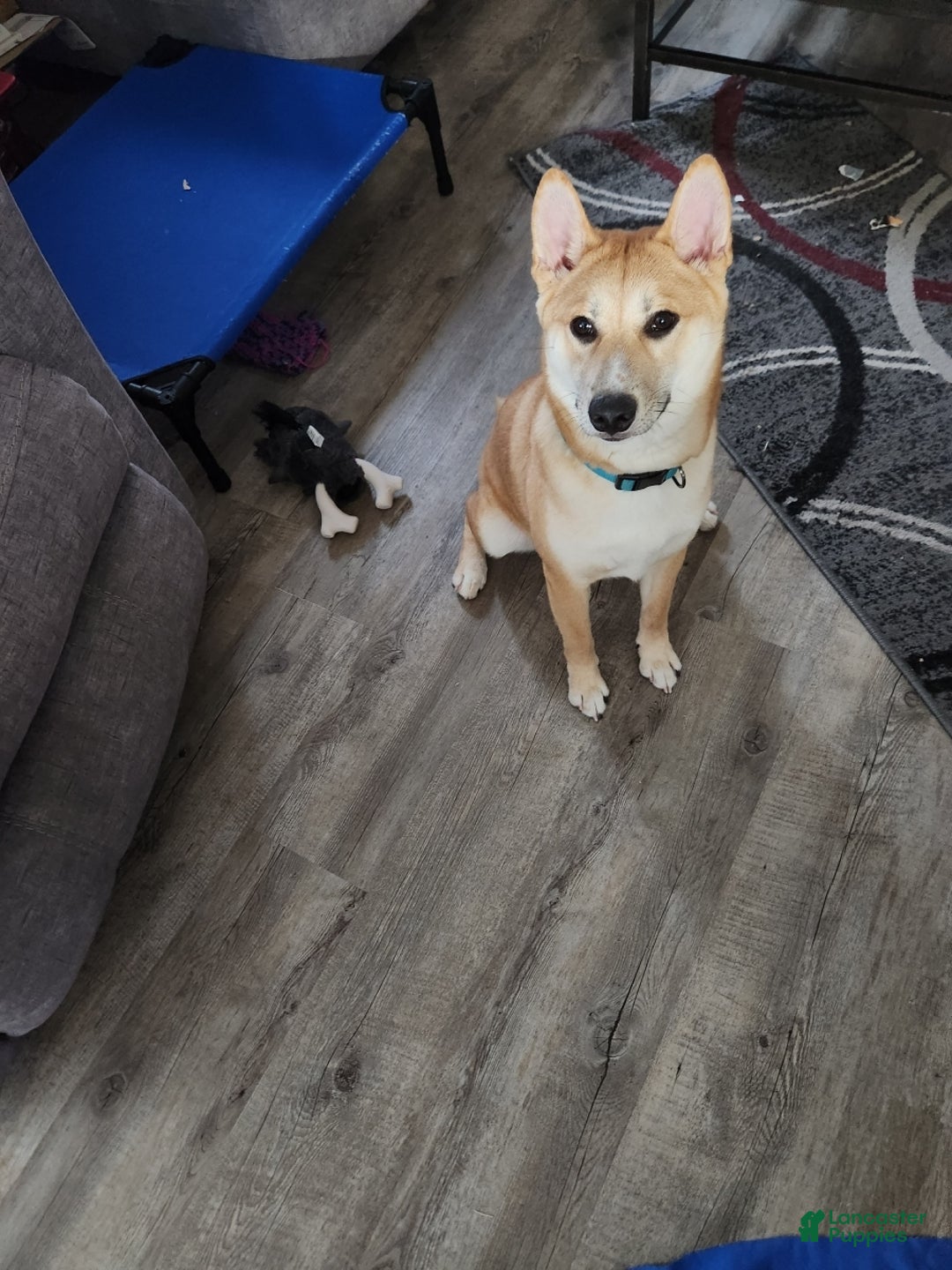 Shiba Inu dogs for stud: Akio Prince Zeke Apache Lou - Ad 5