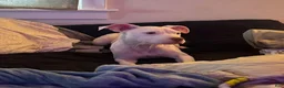 American Bully dogs for sale: American Bully 1 - Ad 2