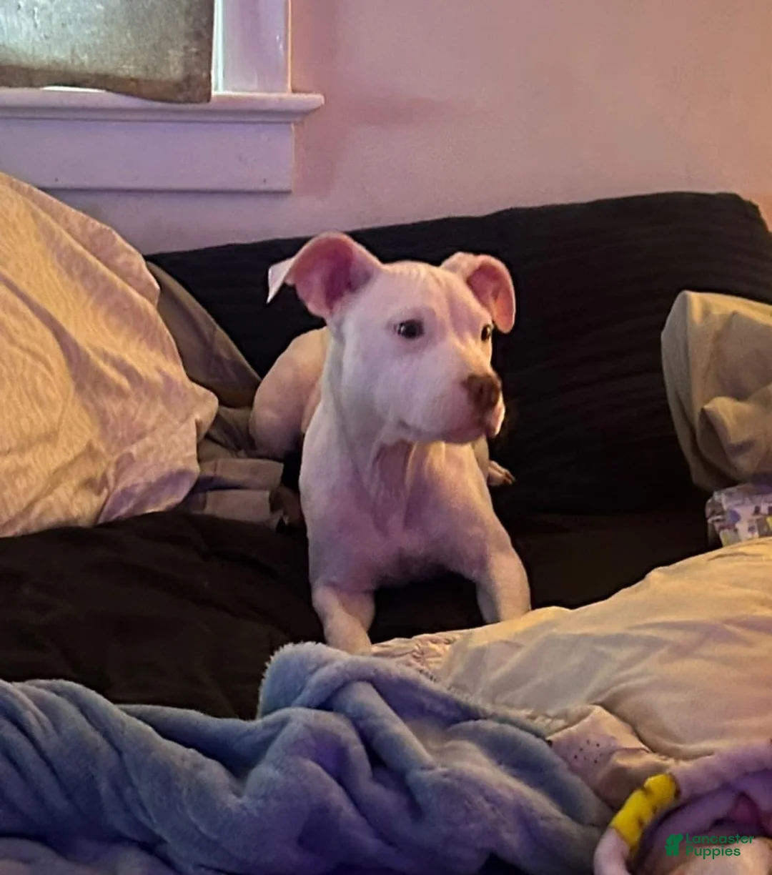 American Bully dogs for sale: American Bully 1 - Ad 2