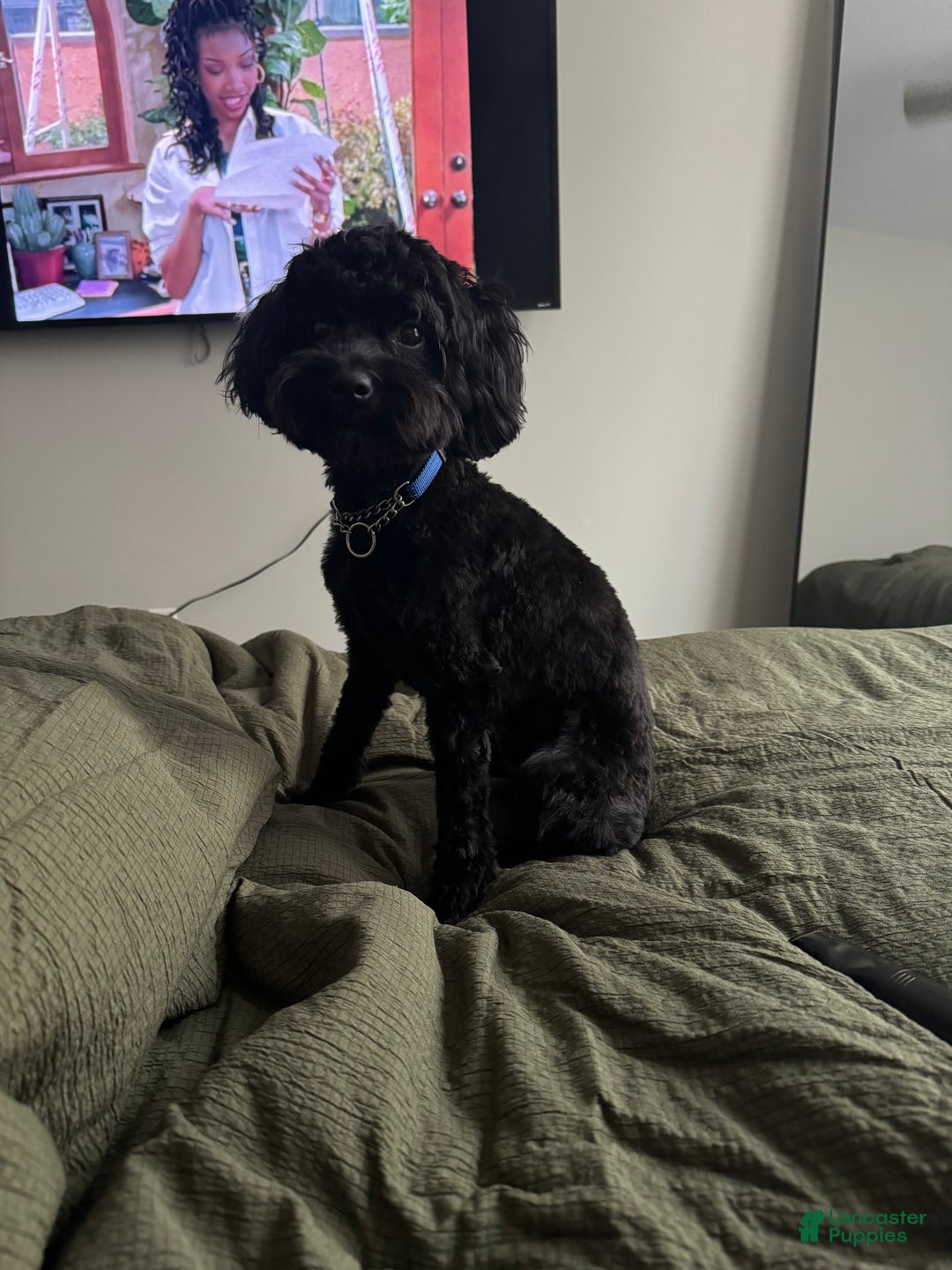 Yorkiepoo dogs for stud: Yorkiepoo - Ad 4