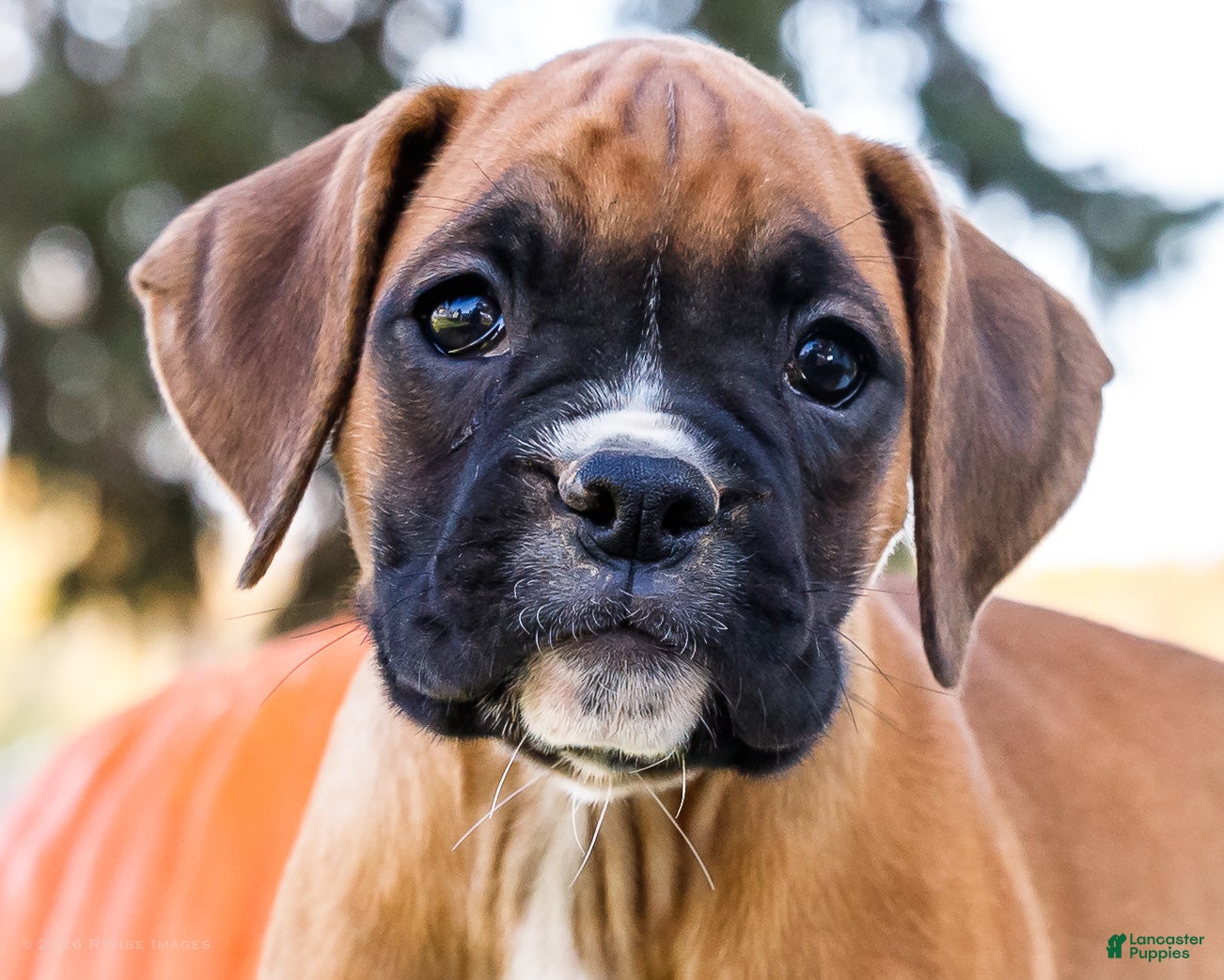 Boxer dogs for sale: Nugget Boxer - Ad 2