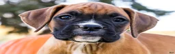 Boxer dogs for sale: Nugget Boxer - Ad 2