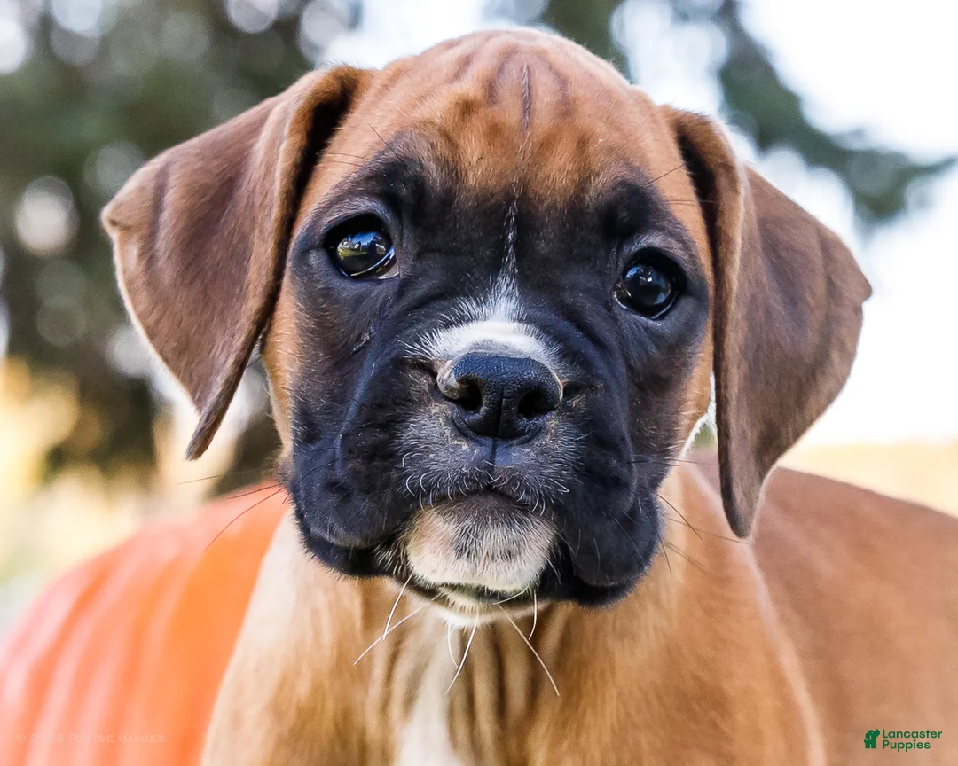 Boxer dogs for sale: Nugget Boxer - Ad 2
