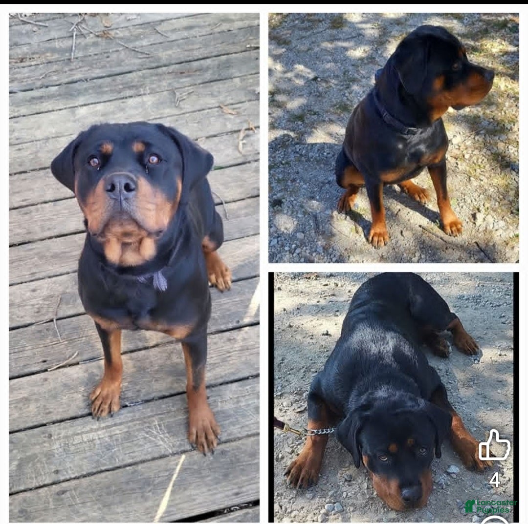 Rottweiler dogs Rottweiler Puppy 1 - Ad 36