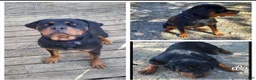 Rottweiler dogs for sale: Rottweiler Puppy 1 - Ad 1