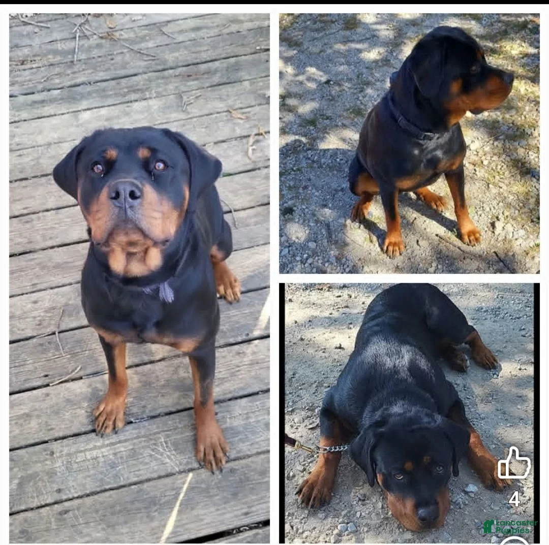 Rottweiler dogs for sale: Rottweiler Puppy 1 - Ad 1