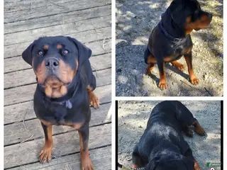 Rottweiler dogs Rottweiler Puppy 1 - Ad 36