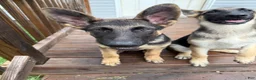 German Shepherd dogs for sale: Nyx - Ad 5