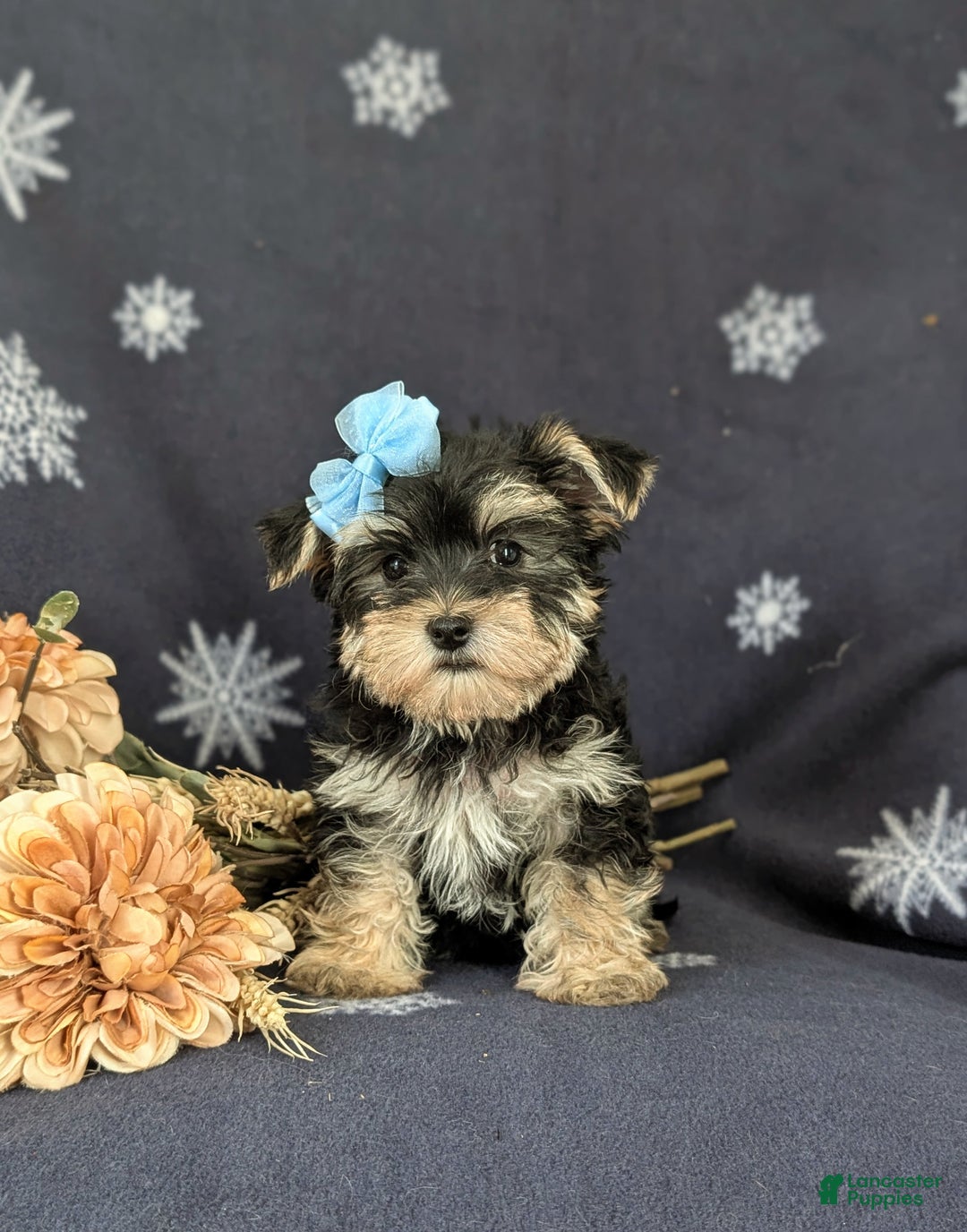 Morkie dogs for sale: Devon 6 lbs Full Grown - Ad 4