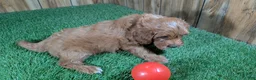 Cavapoo dogs for sale: Jazzy Boy 6 - Ad 4