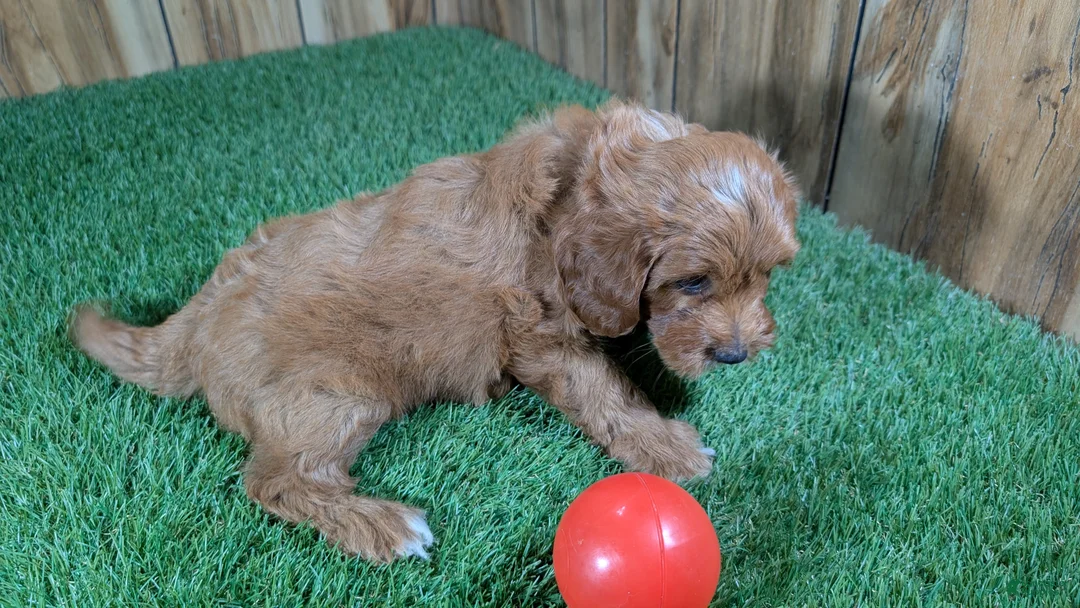 Cavapoo dogs for sale: Jazzy Boy 6 - Ad 4