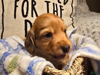 Miniature Dachshund dogs Duke - Ad 17