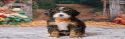 Bernedoodle dogs for sale: Kendrick - Ad 1