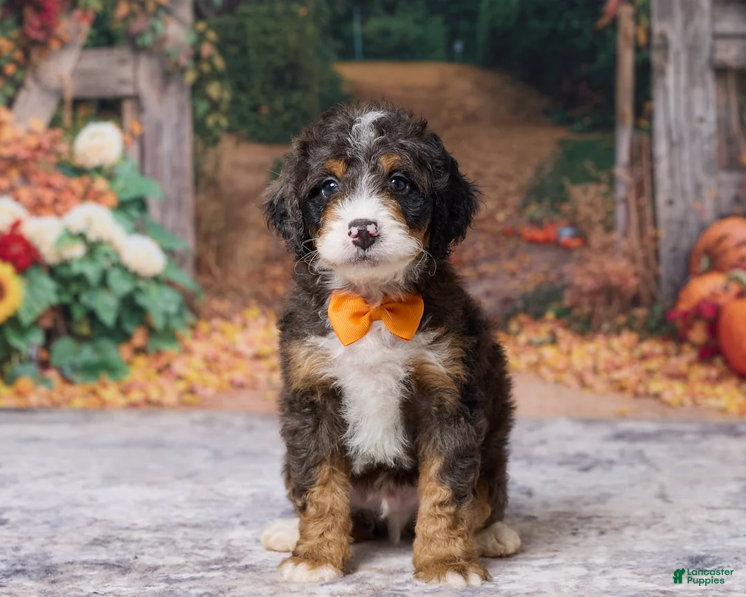 Bernedoodle dogs for sale: Kendrick - Ad 1