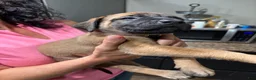 English Mastiff dogs for sale: English Mastiff 3 - Ad 4