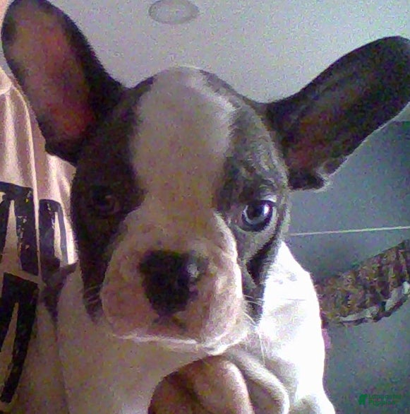 French Bulldog dogs nova - Ad 34