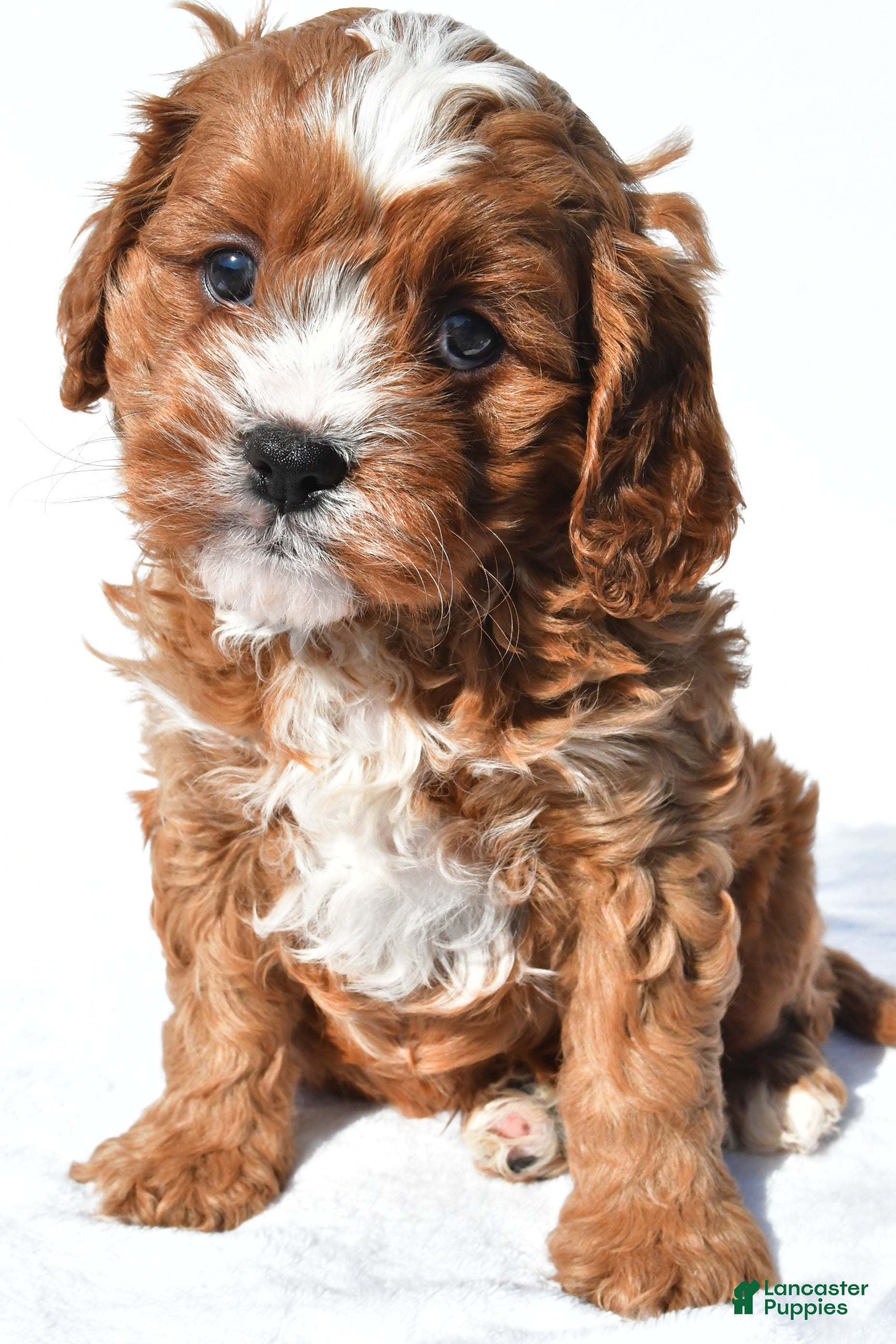 Cavapoo dogs Copper - Ad 1