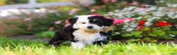 Mixed Breed dogs for sale: Hunter - Ad 4
