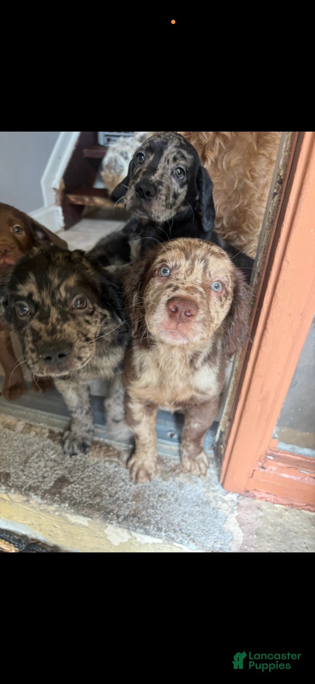 Goldendoodle dogs for sale: Goldendoodle Puppy 2 - Ad 1