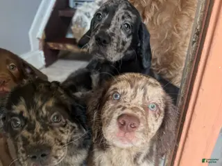 Goldendoodle dogs Goldendoodle Puppy 2 - Ad 13