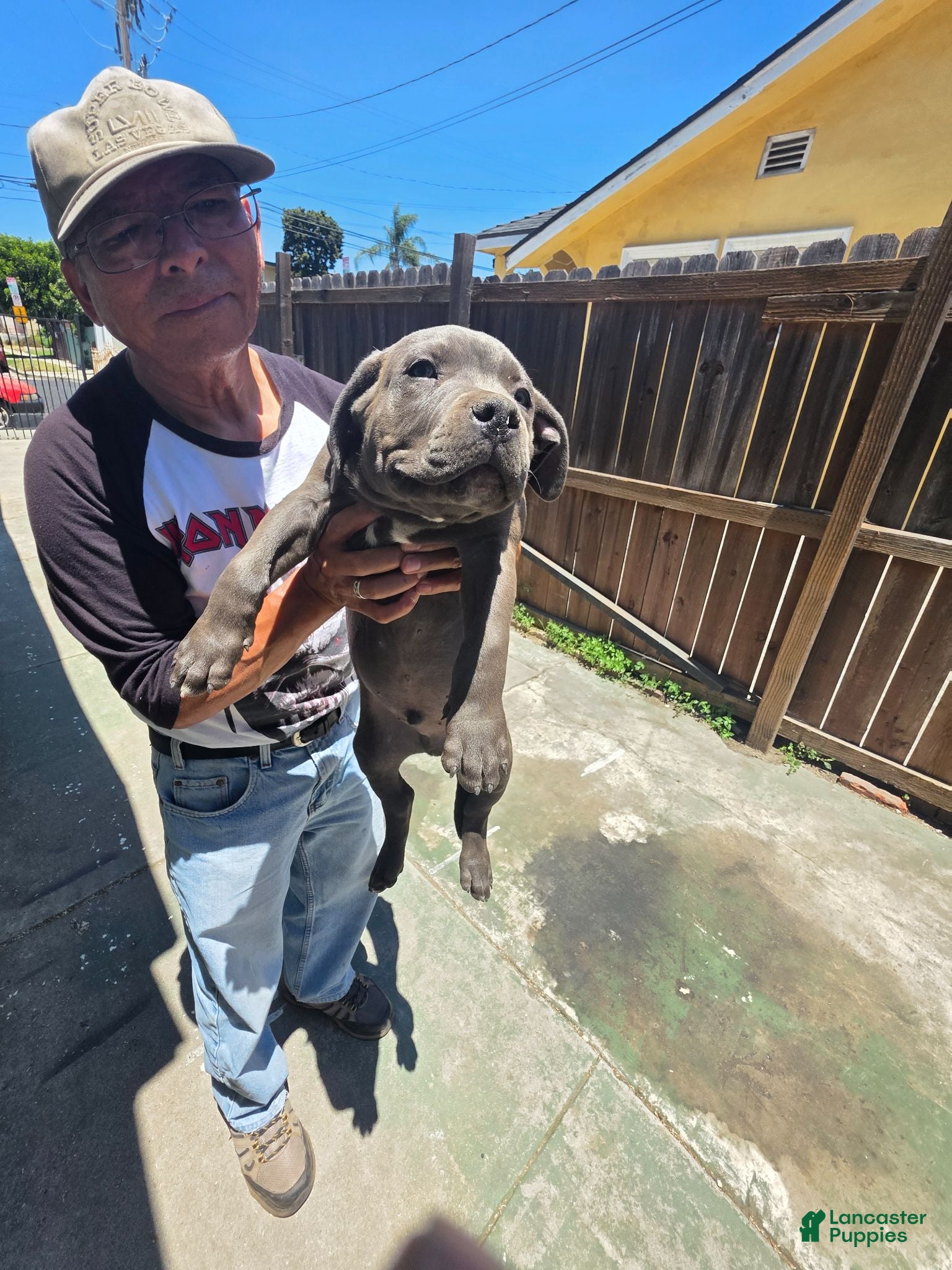 American Pit Bull Terrier dogs American Pit Bull Terrier 1 - Ad 2