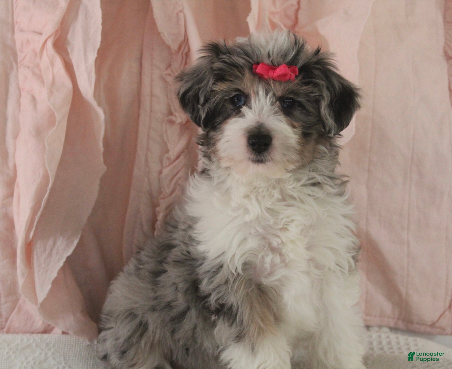Mini Aussiedoodle dogs Darla - Ad 1