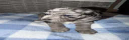 Mixed Breed dogs for sale: Chip - Ad 2