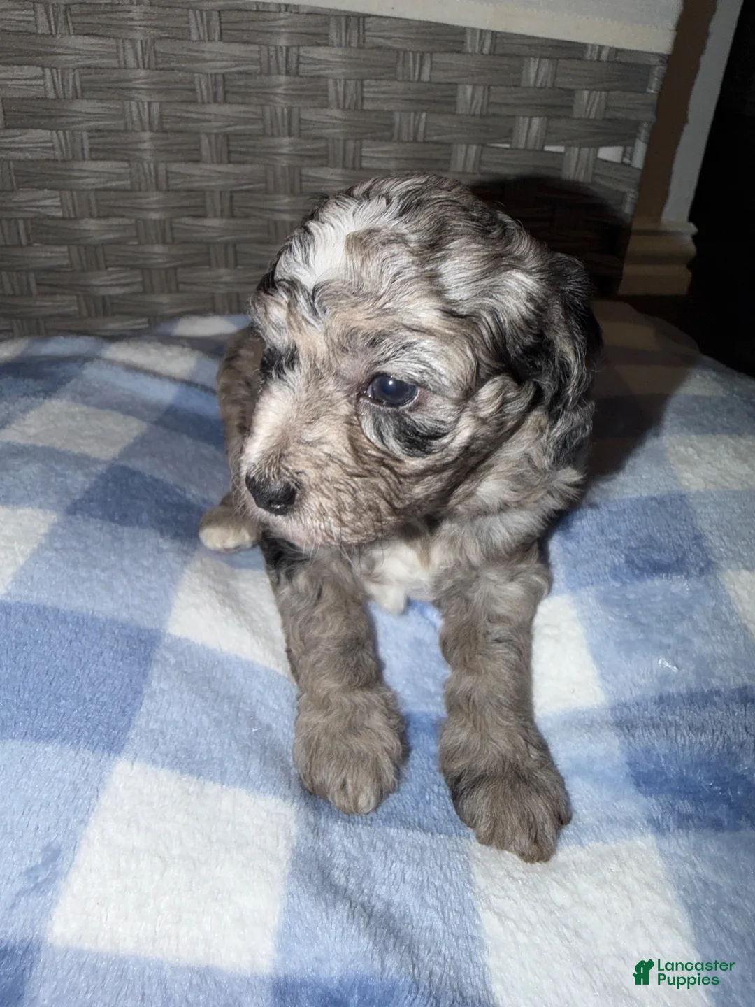 Mixed Breed dogs for sale: Chip - Ad 2