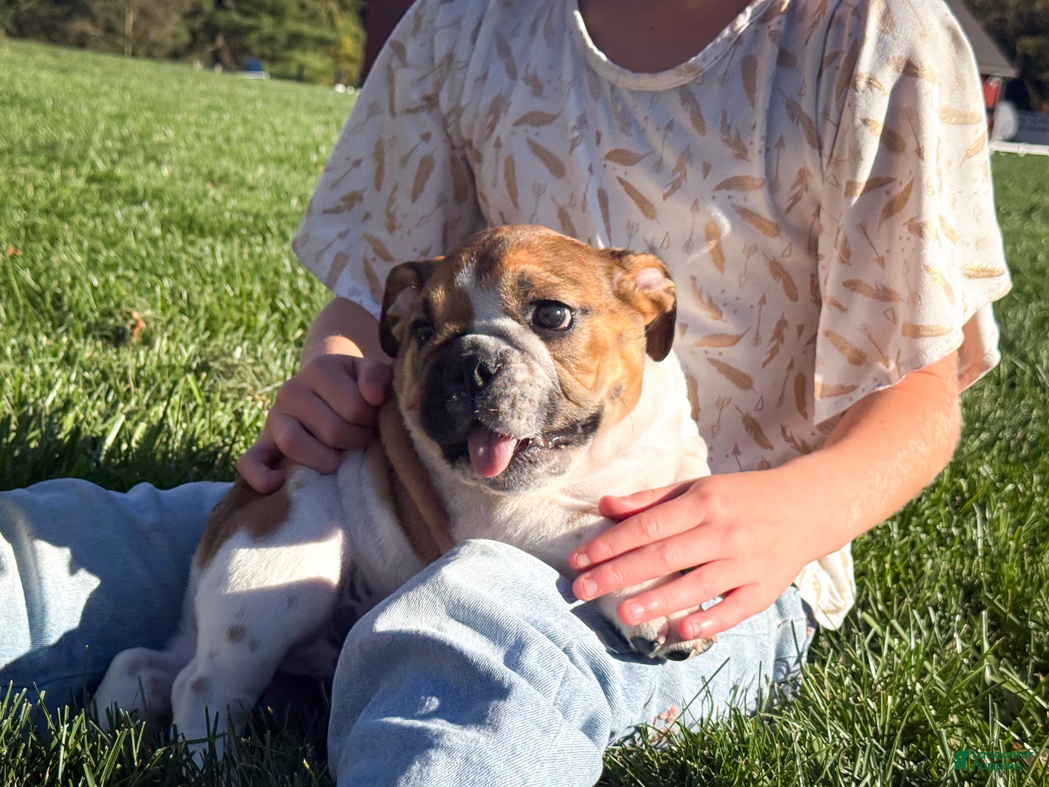 English Bulldog dogs for sale: Winston - Ad 1