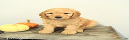 Mini Goldendoodle dogs for sale: Carly - Ad 9
