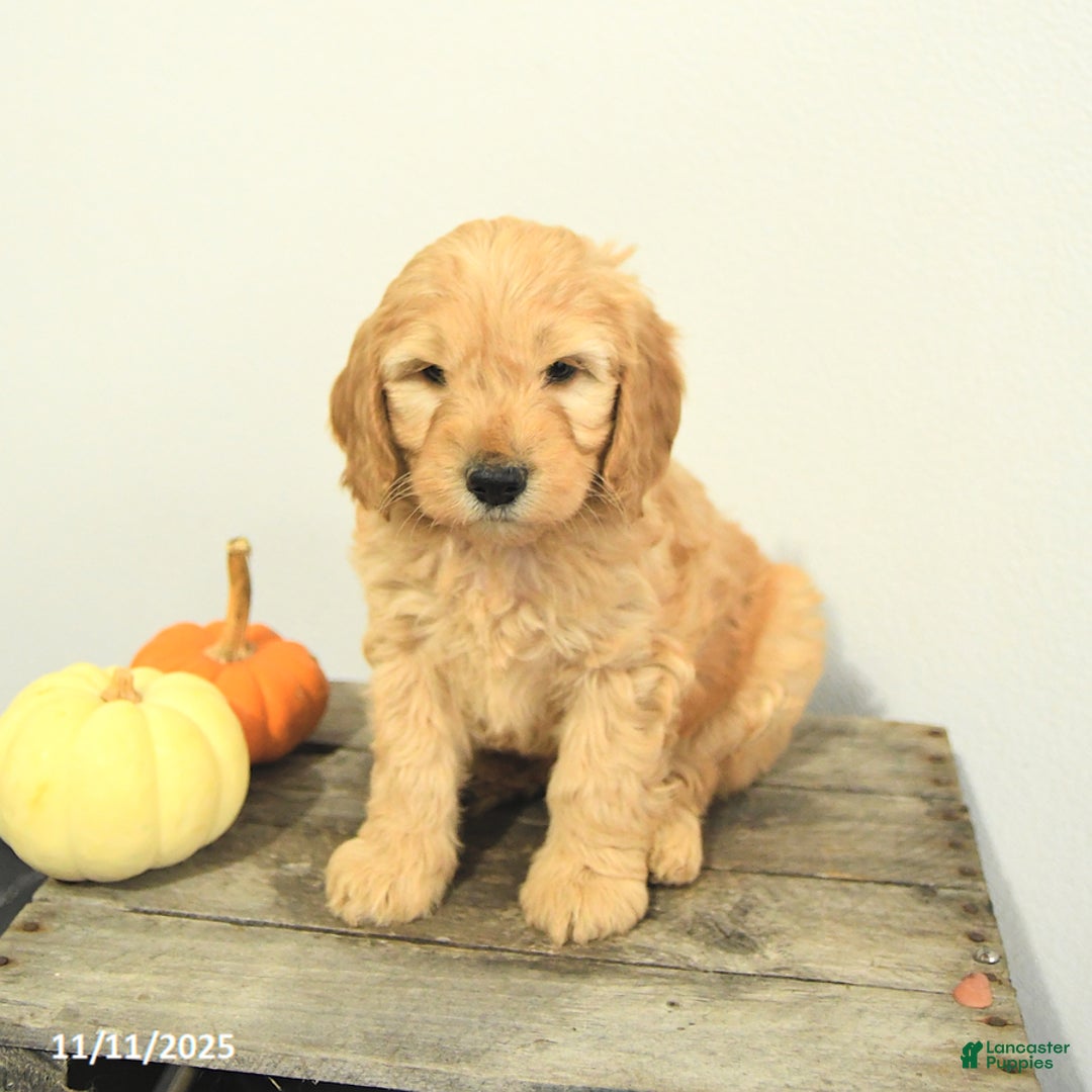 Mini Goldendoodle dogs for sale: Carly - Ad 9