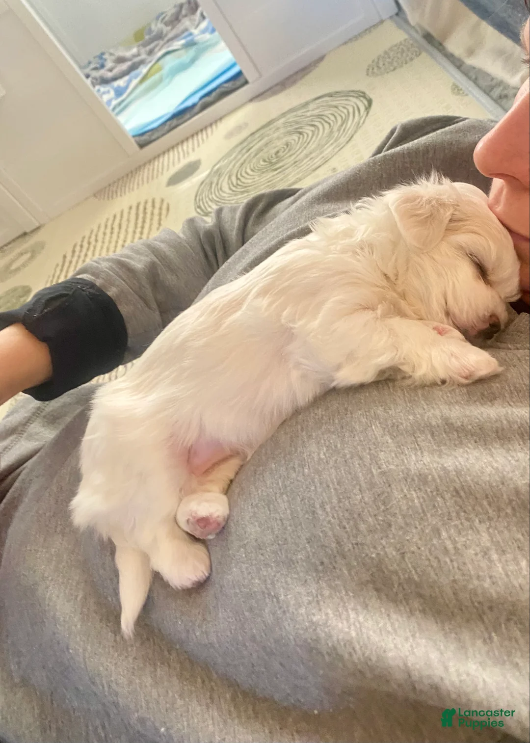 Maltese dogs for sale: Maltese Puppy 2 - Ad 1