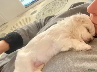 Maltese dogs Maltese Puppy 2 - Ad 16