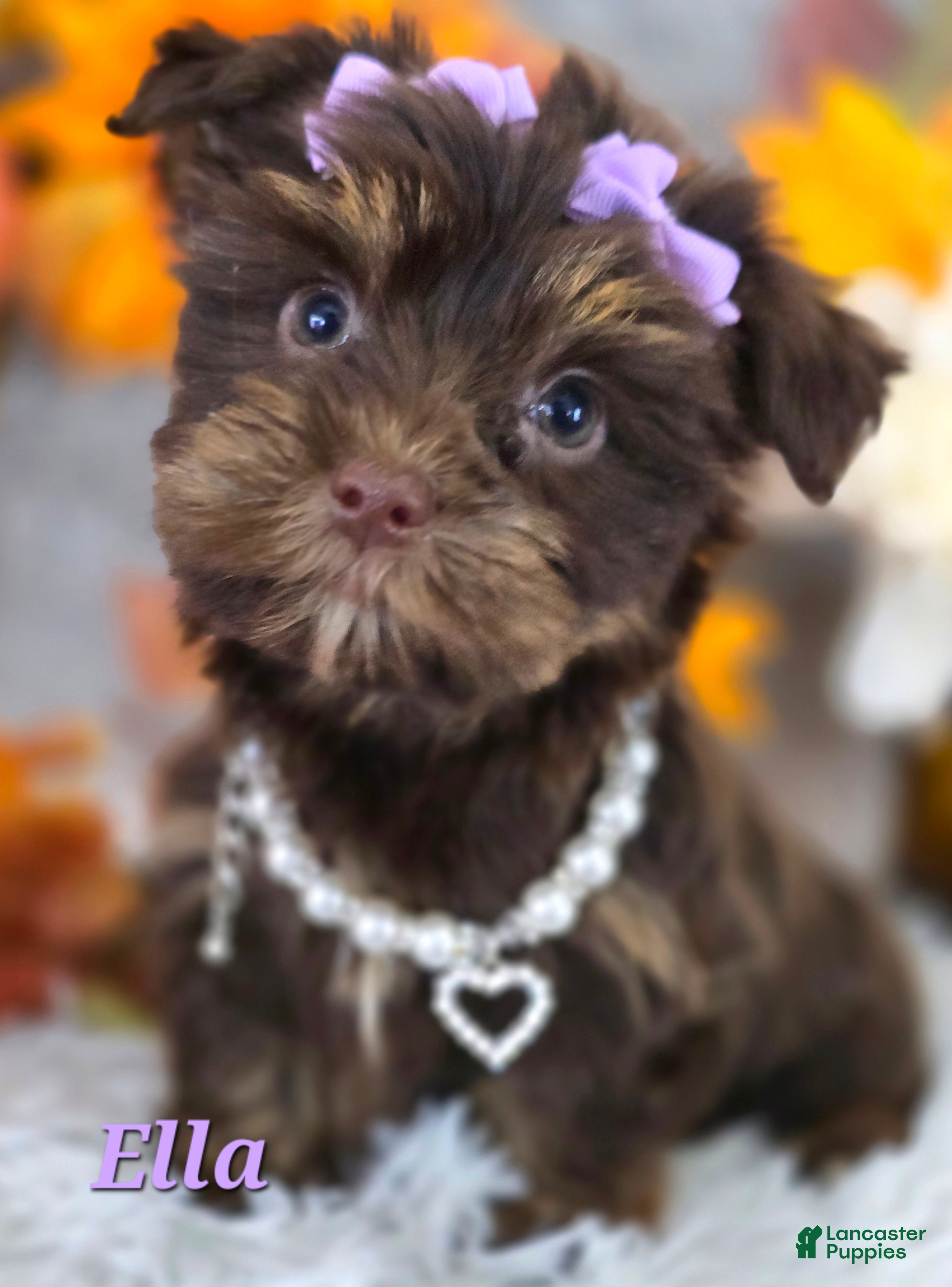 Yorkshire Terrier dogs Ella - Ad 1