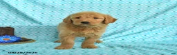 Goldendoodle dogs for sale: Monica - Ad 4