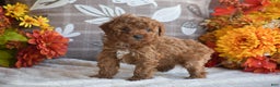 Miniature Poodle dogs for sale: Sheila - Ad 6
