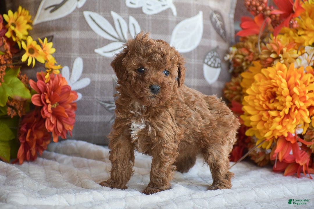 Miniature Poodle dogs for sale: Sheila - Ad 6