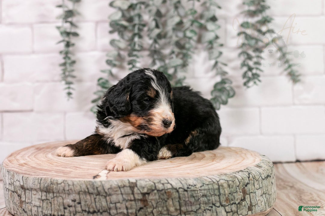 Bernedoodle dogs for sale: Axel - Ad 3