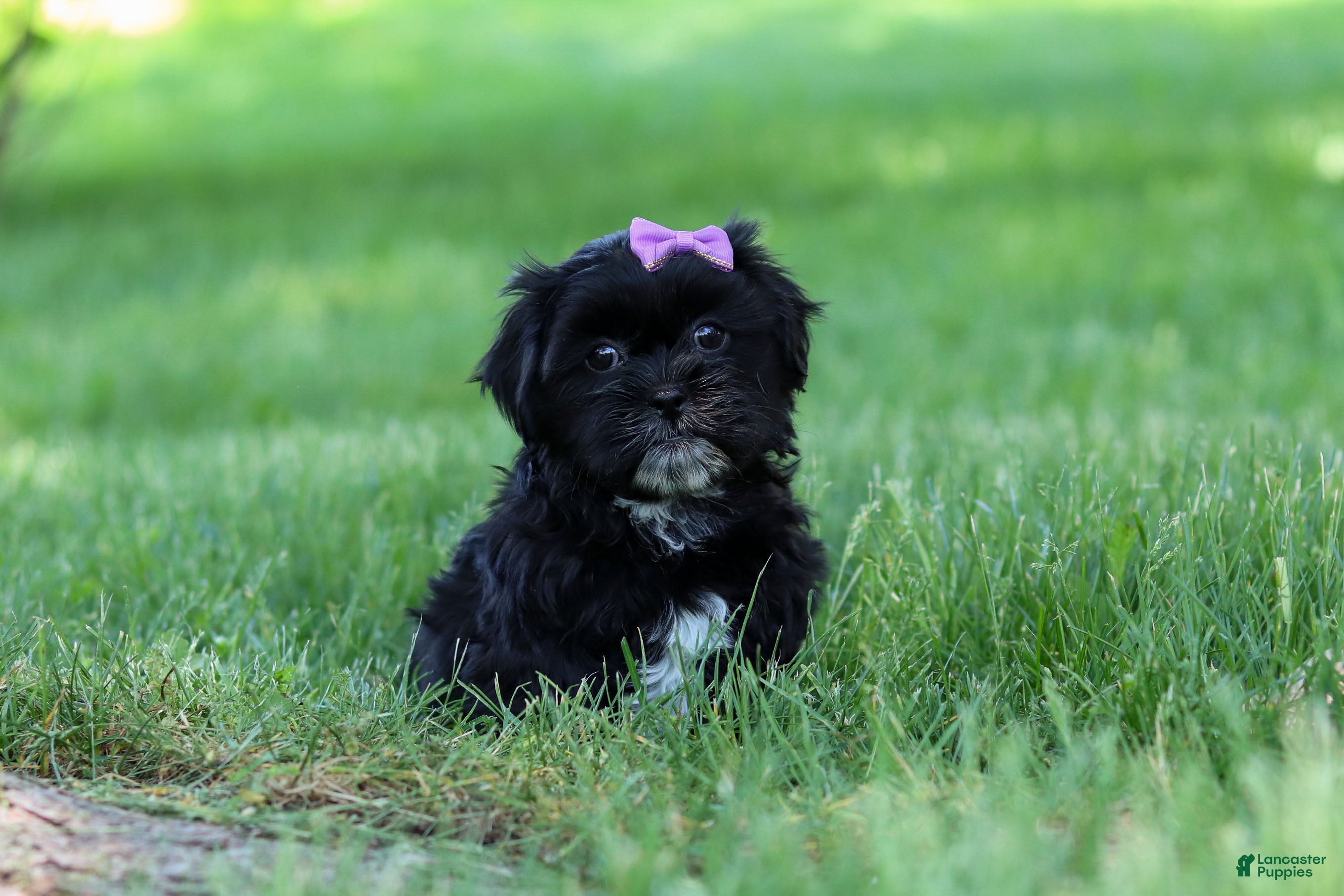 Shih Tzu dogs Layla - Ad 1