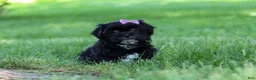 Shih Tzu dogs for sale: Layla - Ad 1